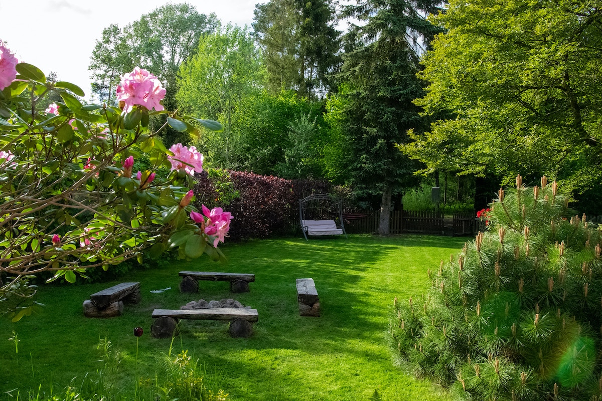 A beautiful lawn in summer